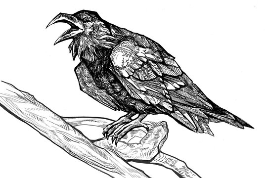 vector realistic  ravens line art doodle. Crow sketch element for design, print, notebook. Hand drawn animal collection. isolated graphic white background. set birds hand drawn ink pen illustration 