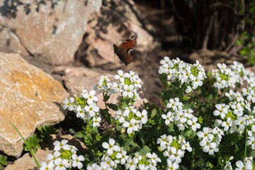 White flowers of arabis in spring garden. White blooming flowers. Spring flowers with butterfly on it. Natural spring background.