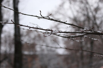 Fototapeta na wymiar Raindrops froze on thin tree branches and turned into an ice crust