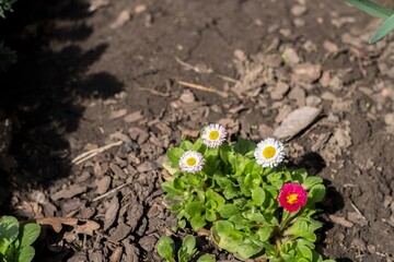 Colorful multicolored flower,spring summer in Sunny garden in sunlight on nature outdoors.