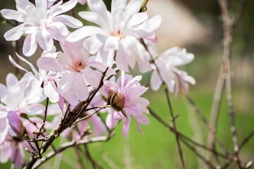 Obraz premium magnolia blossom spring garden. beautiful flowers, spring background pink flowers. magnoli. tender pink flowers. warm april weather