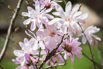 magnolia blossom spring garden. beautiful flowers, spring background pink flowers. magnoli. tender...