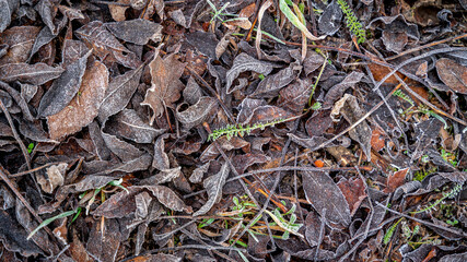  frozen old brown fallen leaves, wallpaper background