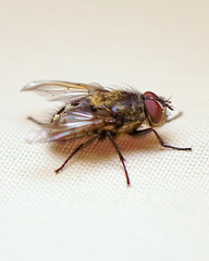 Macro fly on white background 