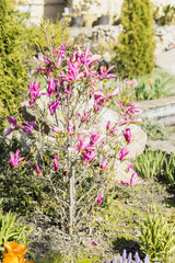 Obraz premium magnolia blossom spring garden. beautiful flowers, spring background pink flowers. magnoli. tender pink flowers. warm april weather
