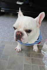 dog, french bulldog or white french bulldog