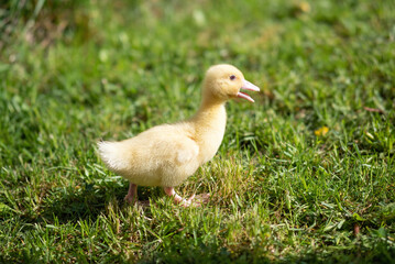 Cute small fluffy duckling outdoor. Yellow baby duck bird on spring green grass discovers life. Organic farming, animal rights, back to nature concept.