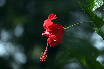 Red Flower in the Garden