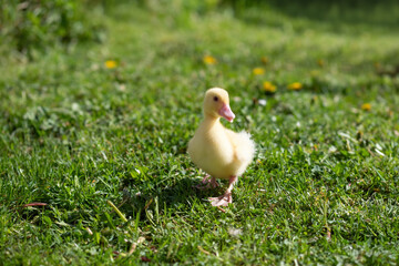 Cute small fluffy duckling outdoor. Yellow baby duck bird on spring green grass discovers life. Organic farming, animal rights, back to nature concept.