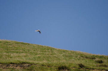 Fototapeta na wymiar Northern royal albatross Diomedea sandfordi landing in the breed colony. Taiaroa Head Wildlife Reserve. Otago Peninsula. South Island. New Zealand.
