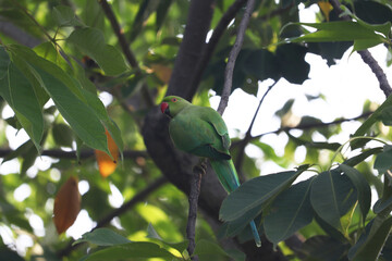 Green Parrot on A Branch