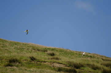 Fototapeta premium Northern royal albatrosses Diomedea sandfordi in the breed colony. Taiaroa Head Wildlife Reserve. Otago Peninsula. Otago. South Island. New Zealand.