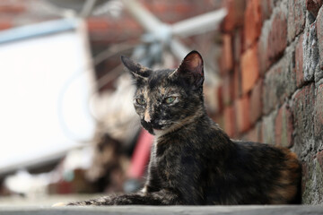 Portrait Of A Black Cat