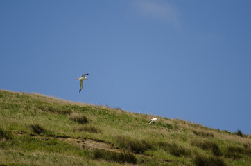 Northern royal albatrosses Diomedea sandfordi in the breed colony. Taiaroa Head Wildlife Reserve. Otago Peninsula. Otago. South Island. New Zealand.