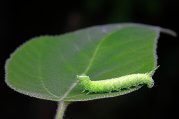 Moth larvae live on wild plants in North China