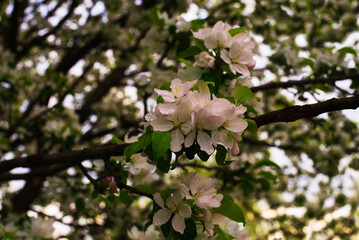 Spring flowering begins apple in the garden