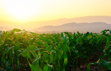 green corn field in agricultural garden and light shines sunset