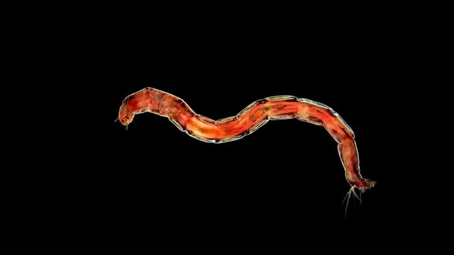 mosquito larva Chironomus sp. or a bloodworm under a microscope, of the Chironomidae family. Red, live in silt, fish food. Sample found in the Volga River