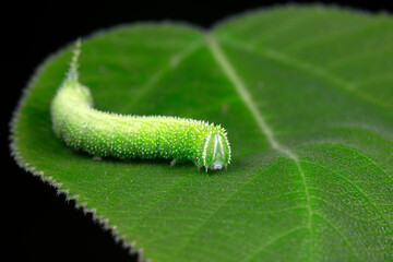 Moth larvae live on wild plants in North China