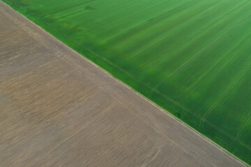 Aerial viiew with green wheat fields in spring time. Nature background.