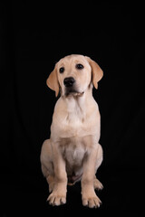 Baby labrador sitting with huge pows and beatuful eyes and ears. dog portrait on black background
