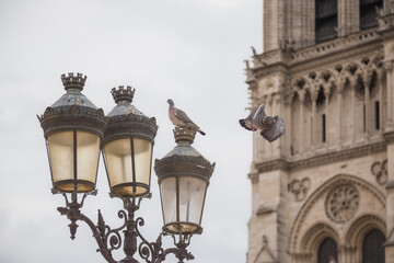 Fototapeta na wymiar A pigeon in mid flight in front of the famous Notre Dame cathedral in Paris, France.