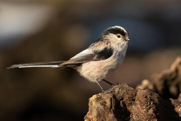 codibugnolo su ceppo nel bosco