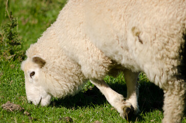 Sheep Ovis aries grazing. Otago Peninsula. Otago. South Island. New Zealand.
