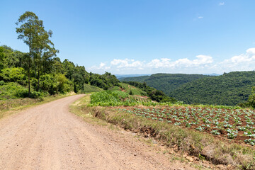 Fototapeta na wymiar Farm plantation with valley and dirty road