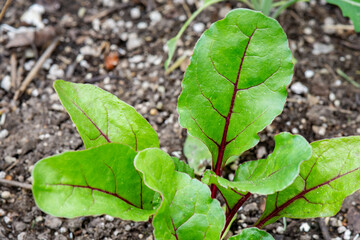 Swiss Chard in a Home Garden