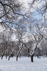 Fototapeta na wymiar Snowy winter in a city park. Snow-covered trees in winter park