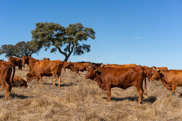 Brown cows on a rural brown dry field with cork trees on a summer blue sky day, in Alentejo