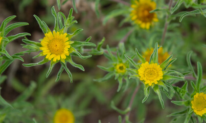 Small yellow wild flowers in the natural environment. Natural floral background.
