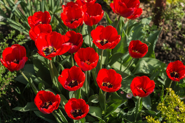 Fototapeta na wymiar A bouque tulips. A gift to a woman's. Holiday or birthday panoramic background with tulip flowerbed, red, yellow, flower garden