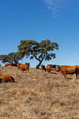 Brown cows on a rural brown dry field with cork trees on a summer blue sky day, in Alentejo