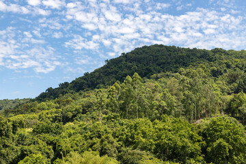 Forest over mountain