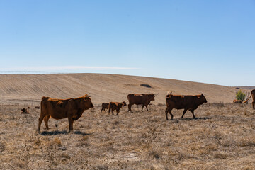 Brown cows on a rural brown dry field with cork trees on a summer blue sky day, in Alentejo