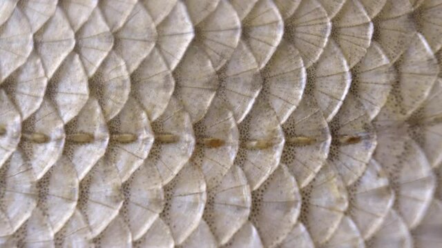 Fish scales close up. Smooth camera movement. Macro