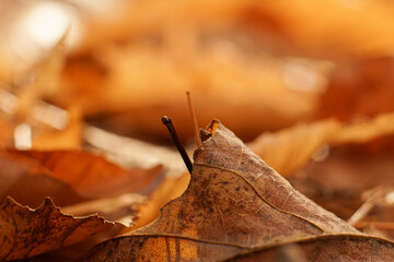 Light flares and bokeh on fall foliage leaves background