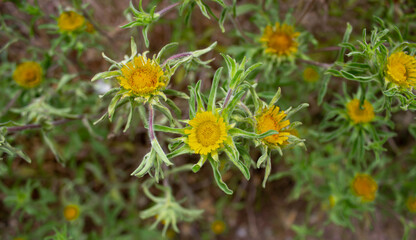 Small yellow wild flowers in the natural environment. Natural floral background.