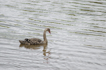 Juvenile black swan Cygnus atratus. Kaikorai Lagoon. Otago. South Island. New Zealand.
