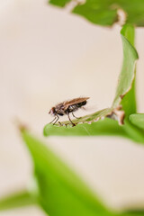 Macro of house fly on pothos  house plant
