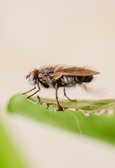Beautiful Macro of fly on pothos houseplant; high quality photo background