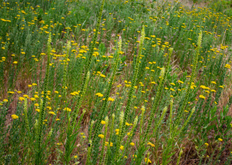 Natural green background. Flowered field with long green candelabra-shaped plants with yellow flowers in the middle. 