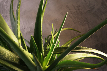 Aloe vera, primo piano. Dettaglio di pianta e foglie immerse in un’atmosfera pittorica, parziale controluce