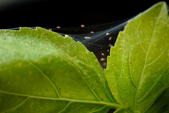 Macro of spider mites on basil