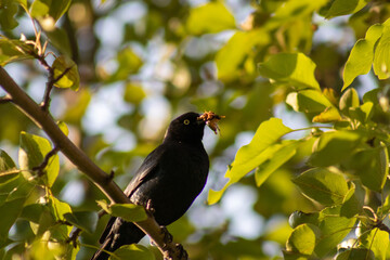 Blackbird with morning breakfast. 
