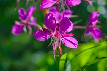 Fireweed flowers. Wonderful magenta flowers of a fireweed.