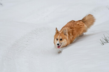 Wales Corgi Pembroke runs through the snow on a cold winter day