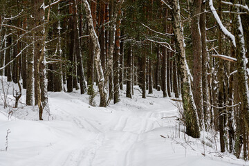 snowy road going through the forest in the winter, winter landscape